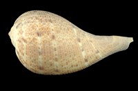 藏品(花球枇杷螺)的圖片